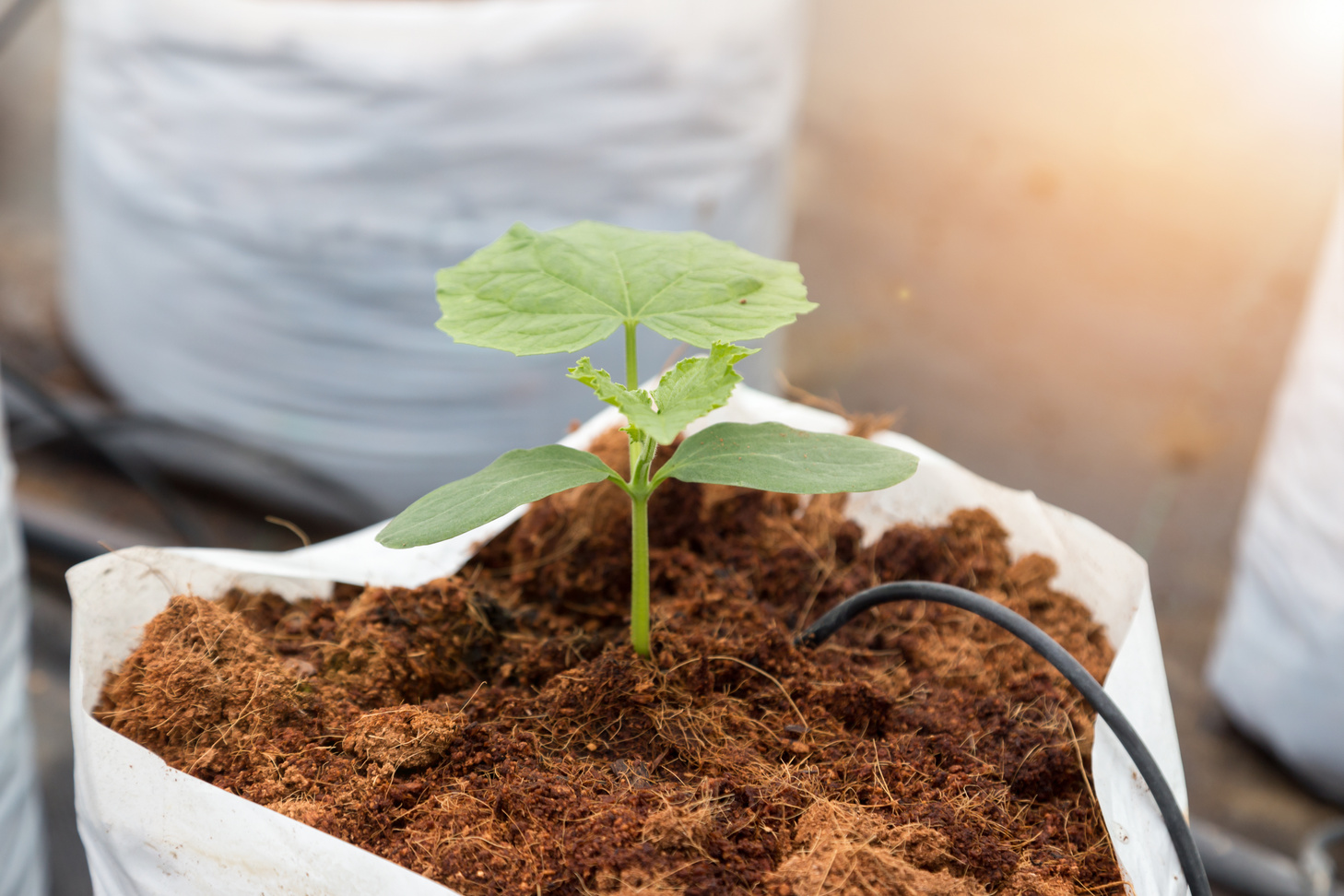 cucumber seedling growth in bag with drip irrigation